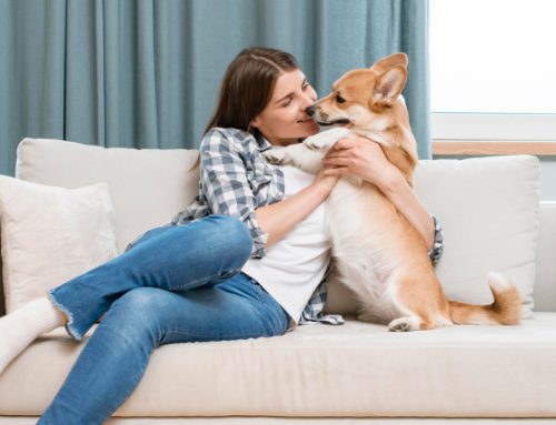 Top 6 Tips to Make Your Home Pet-Friendly